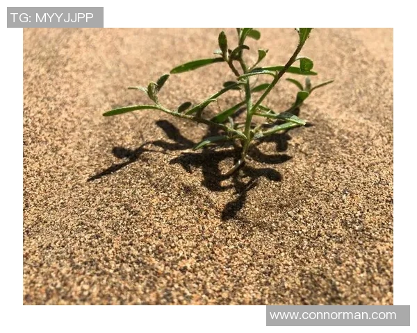 深度探讨张强在DOTA2世界中的成长与挑战之旅 深度探讨张强在DOTA2世界中的成长与挑战之旅